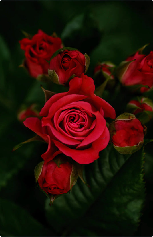 UltraRay Lustre- Gilded Rose