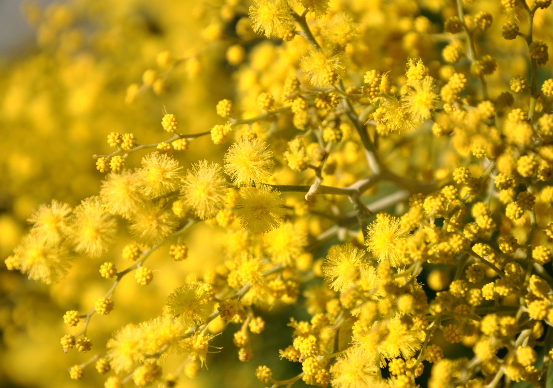 Golden Bloom