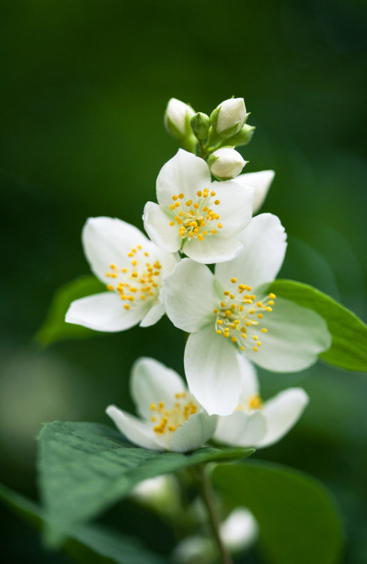Jasmine Flowers